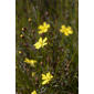 Hibbertia acicularis (i)
